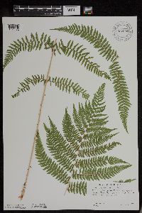 Athyrium filix-femina var. angustum image