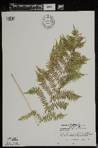 Athyrium filix-femina var. angustum image