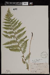 Athyrium filix-femina var. angustum image