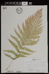 Athyrium filix-femina var. angustum image