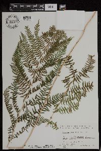Athyrium filix-femina var. angustum image