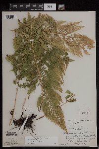 Athyrium filix-femina var. angustum image
