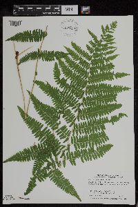 Athyrium filix-femina var. angustum image