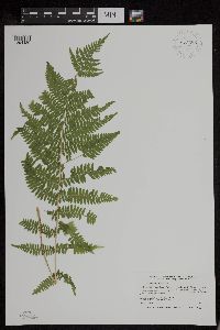 Athyrium filix-femina var. angustum image