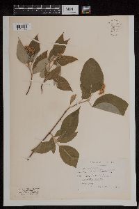 Cornus sericea image