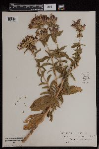Saponaria officinalis image