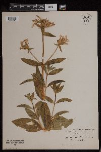 Saponaria officinalis image