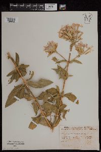 Saponaria officinalis image