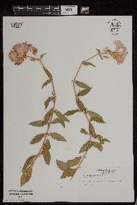 Saponaria officinalis image
