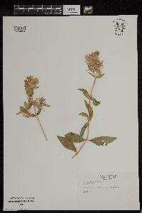 Saponaria officinalis image