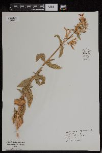Saponaria officinalis image
