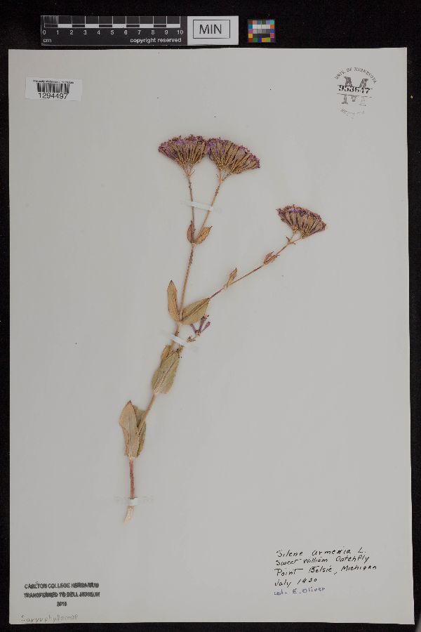 Silene armeria image