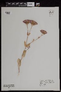 Image of Silene armeria