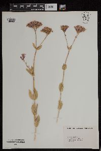 Silene armeria image