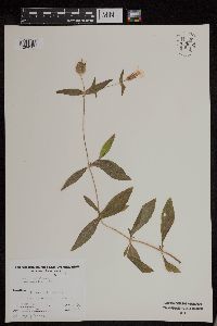 Silene latifolia image