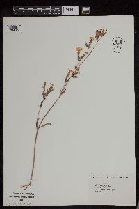 Silene latifolia image