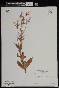 Silene latifolia image