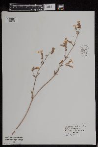 Silene latifolia image