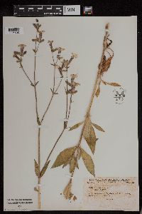 Silene latifolia image