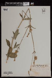 Silene latifolia image