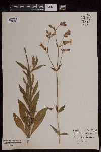 Silene latifolia image