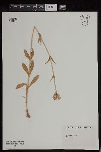 Silene noctiflora image