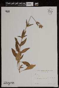 Silene noctiflora image