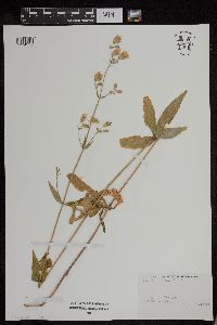 Silene stellata image