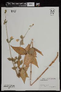 Silene stellata image