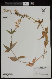 Silene stellata image