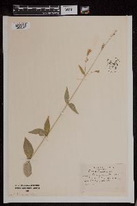 Silene stellata image