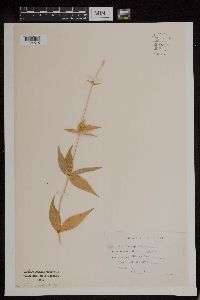 Silene stellata image