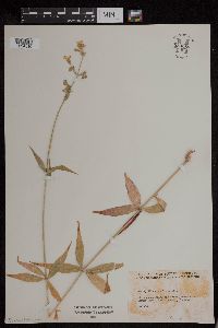 Silene stellata image