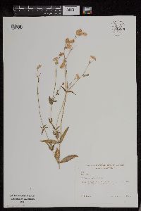 Silene vulgaris image
