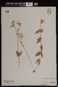 Silene vulgaris image