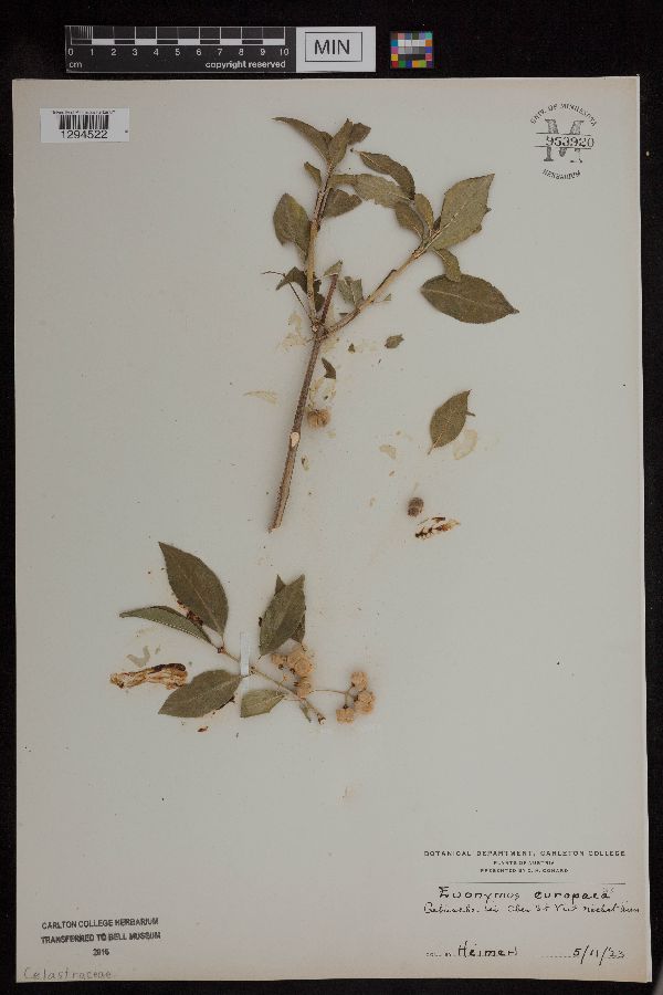 Euonymus europaeus image