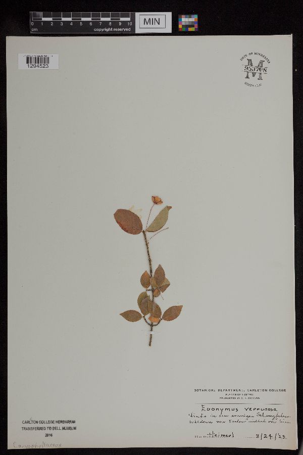 Euonymus verrucosus image