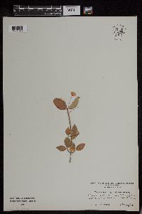 Image Associated With the Occurrence