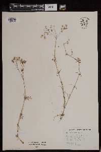 Spergula arvensis image