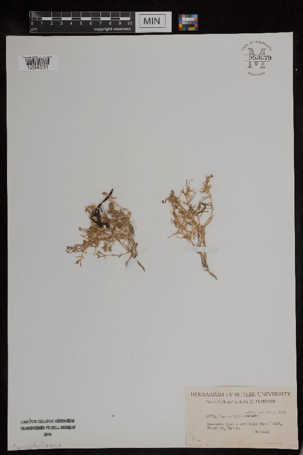 Spergularia salina image