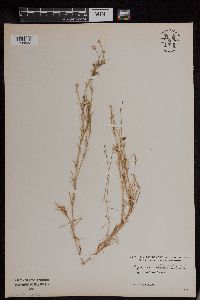 Spergularia salina image