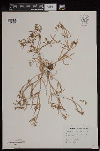 Spergularia salina image