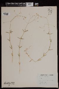 Stellaria longifolia image