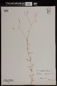 Stellaria longifolia image