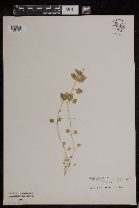 Image of Stellaria media