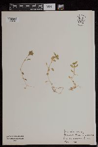Stellaria media image