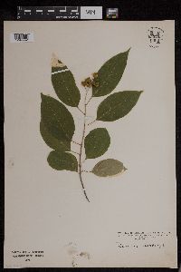 Celastrus scandens image
