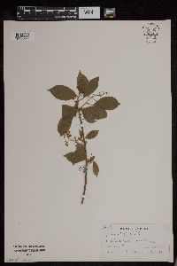 Celastrus scandens image