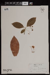 Euonymus atropurpureus image