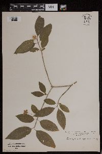 Euonymus atropurpureus image
